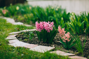 Fresh early spring pink hyacinth bulbs, grown in Land (garden), gladiolus and hyacinth. Flowerbed...