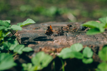Butterfly in wood / Butterfly is standing on stump in wood