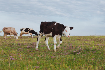 Cows on a summer pasture