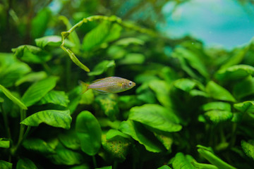 aquarium fish - Melanotaenia praecox