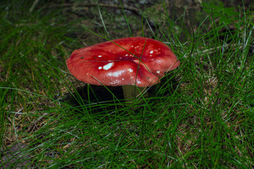 Amanita  Muscaria , known as  Fly agaric or fly Amanita mushrooms