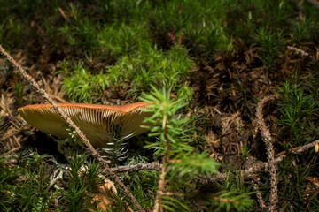 Brown mushrooms in different shapes and sizes