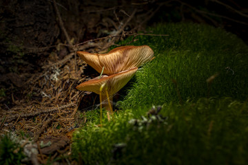 Brown mushrooms in different shapes and sizes