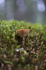 Brown mushrooms in different shapes and sizes