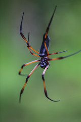 Red-legged golden orb-web spider (Nephila inaurata) hangs on web waiting for the prey, island La Digue, Seychelles
