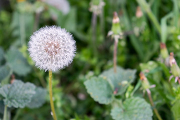 Pappus of Taraxacum Officinale (Dandelion). Ripe fruits (cypsela) of Taraxacum Officinale. White, abundant Pappus. Green stalk. Grass in the background.