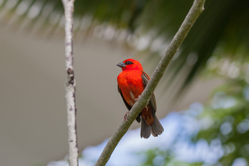 Bright red fody (Foudia madagascariensis) on the branch of the tree at the island La Digue, Seychelles