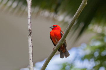 Bright red fody (Foudia madagascariensis) on the branch of the tree at the island La Digue, Seychelles