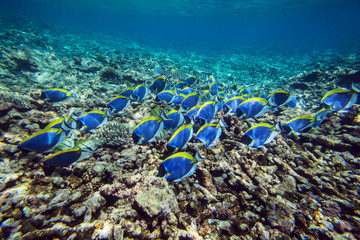 School of bright  blue fishes with yellow fin grazed on coral reef in lagoon of Indian ocean, Seychelles