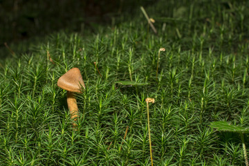 Brown mushrooms in different shapes and sizes