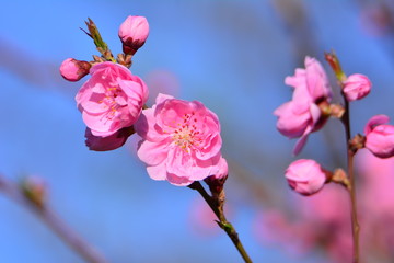 <trans data-src="梅花盛开" data-dst="梅花盛开">梅花盛开</trans>