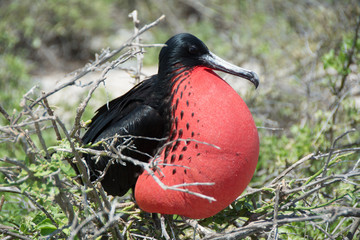 Fototapeta premium Fragata de Galápagos en un nido