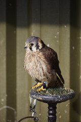 Naklejka premium American Kestrel