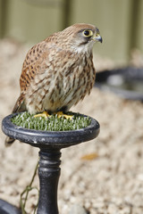Kestrel