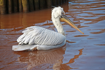 Dalmatian Pelican