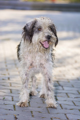 Beautiful dog posing for camera