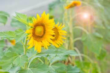Bright yellow sunflower on green sunny background