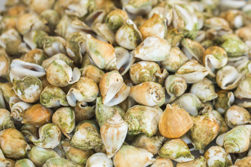 Dog Conch, Wing Shell or edible sea snail on seafood