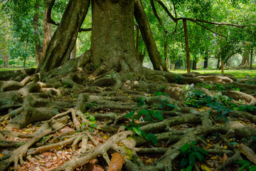 Royal Botanical Garden Peradeniya, Sri Lanka. The Botanical Garden Includes More Than 4000 Species Of Plants, Including Of Orchids, Spices, Medicinal Plants And Palm Trees