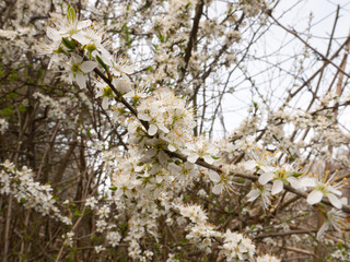 Beautiful White Flower Heads in Full Bloom on a Tree