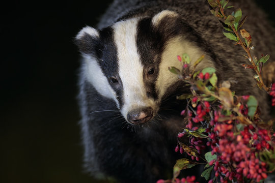 Badger 003