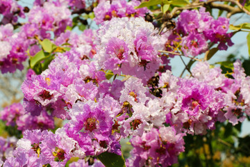 Pride of India flower