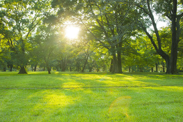 Obraz premium 早朝の公園