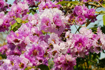 Pride of India flower