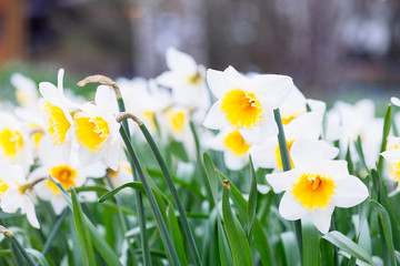 Lovely field with bright yellow and  white daffodils (Narcissus).