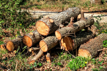 Trunks of trees piled in forest. Wood industry. Trunks of trees piled on the ground in the woods.