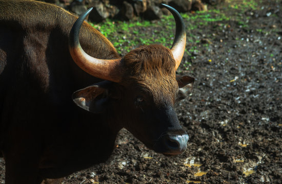 Indian Bison - Gaur