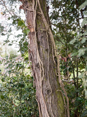 Obraz premium A Side Shot of a Tree, its Bark and Leaves