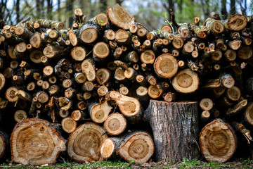 Stacked Wood Logs With Pine Trees