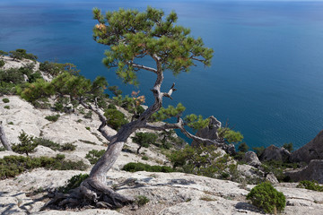 An isolated fir tree over the shore of Noviy Svet, Crimea