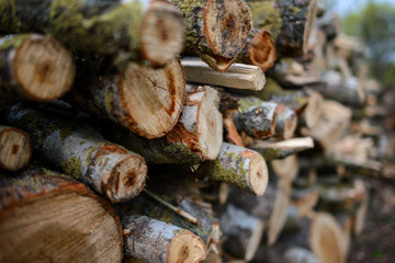 Stacked Wood Logs With Pine Trees