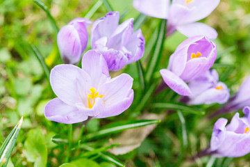 Obraz na płótnie Canvas Group of Purple crocus (crocus sativus) with selective/soft focus and diffused background in spring,