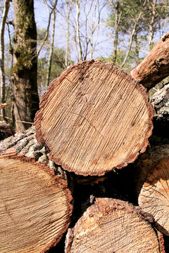 Trunks of trees piled in forest, close up. Wood industry. Pile of wood. Texture of wood. Trunks of trees piled on the ground in the woods. Logs of wood, cross cut.