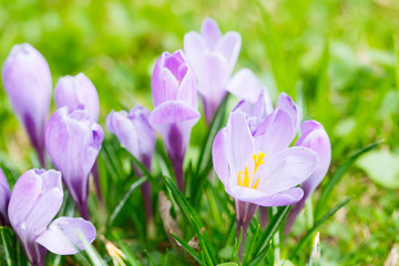 Fototapeta premium Group of Purple crocus (crocus sativus) with selective/soft focus and diffused background in spring,