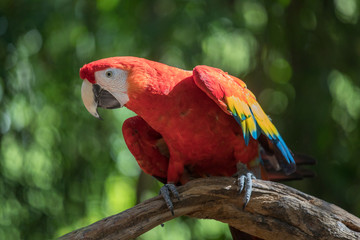 Tropical bird close-up - Scarlet macaw (Ara macao). Cancun, Mexico.