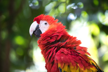 Tropical bird close-up - Scarlet macaw (Ara macao). Cancun, Mexico.