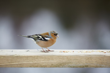 Chaffinch