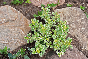 Origanum vulgare (oregano) young plant