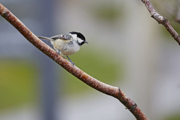 Coal tit