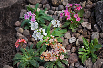Lewisia cotyledon 'Elise Mixed'