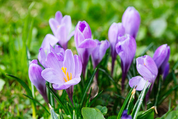 Group of Purple crocus (crocus sativus) with selective/soft focus and diffused background in spring,