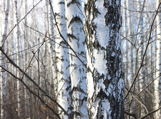 Trunks of birch trees against blue sky, birch forest in sunlight in spring, birch trees in bright...