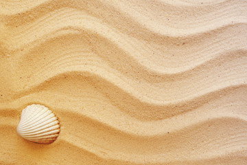 Fototapeta na wymiar Seashell on sand, top view, toning. Sea summer vacation background with space for the text.