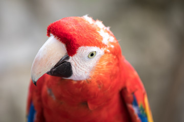 Tropical bird close-up - Scarlet macaw (Ara macao). Cancun, Mexico.