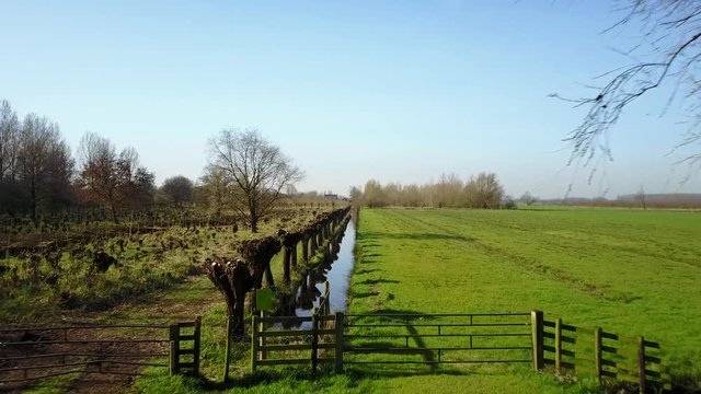 Aerial: Flying over Pollard willows in Dutch landscape 