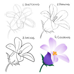 Phased process of drawing spring flower isolated on white background. Inking and Coloring. Vector illustration.